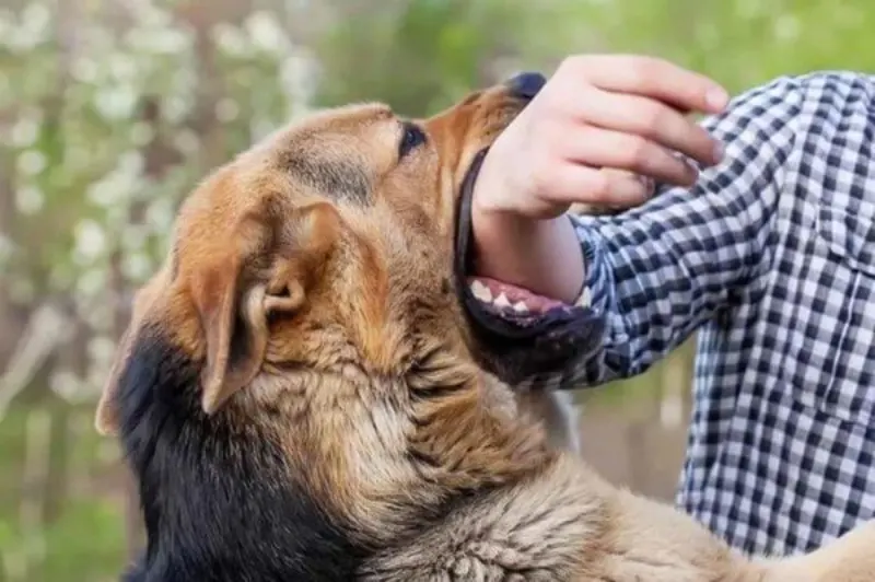 Nằm mơ thấy chó cắn mang lại nhiều con số may mắn khác nhau cho bạn